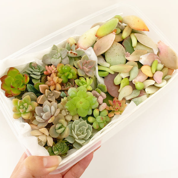 Assorted Mini Succulicious Starter Pack