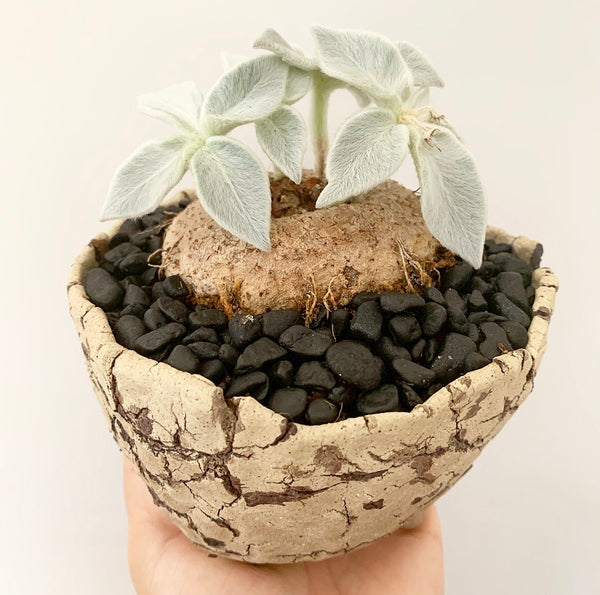 Collector's Succulent Plant Stoneware Pot