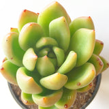 Plant - Echeveria Agavoide Sp