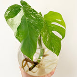 Plant - Variegated Monstera Deliciosa Plant
