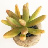 Collector's Succulent Plant Stoneware Pot - Soul Made Boutique