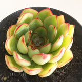 Plant - Echeveria Pulidonis