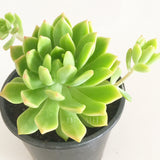 Plant - Sedeveria Maialen