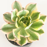 Plant - Aeonium Sunburst