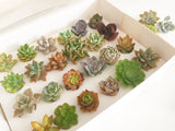 Assorted Succulent Cuttings (Rosette) Gift Box - Soul Made Boutique