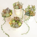 Assorted Succulent Garden Pastel Pot - Soul Made Boutique
