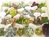 Assorted Succulent Cuttings (Rosette) Gift Box - Soul Made Boutique