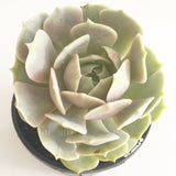 Plant - Echeveria Lola