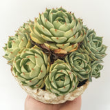Collector's Succulent Plant Stoneware Pot