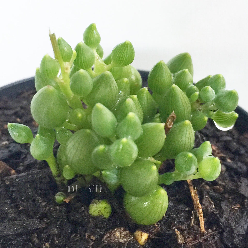 Plant - Senecio Citriformis