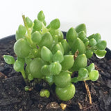 Plant - Senecio Citriformis