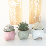 Collector's Succulent Plant Speckled Footed Pot