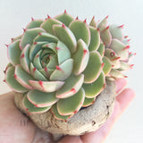 Collector's Succulent Plant Stoneware Pot
