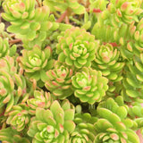Plant - Sedum Sp