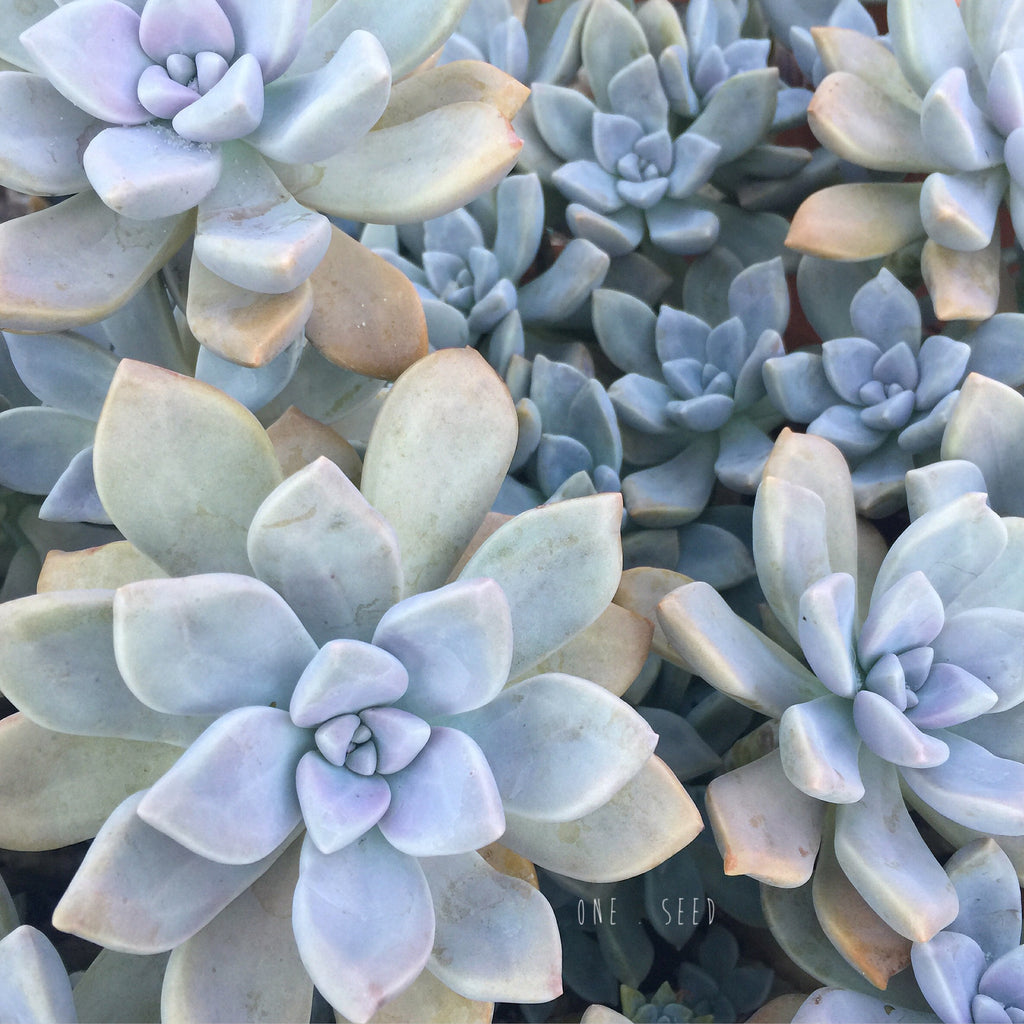 Plant - Graptoveria Tricolor