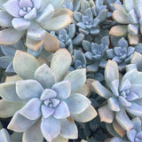 Plant - Graptoveria Tricolor