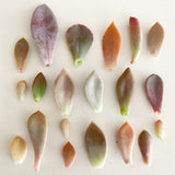 Adore Succulent Leaves (Pink, Purple, Peach and Red) Propagation Kit