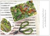 Assorted Succulicious Starter Pack - Soul Made Boutique