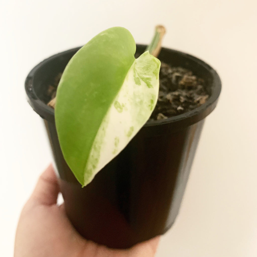 Plant - Variegated Monstera Deliciosa Plant