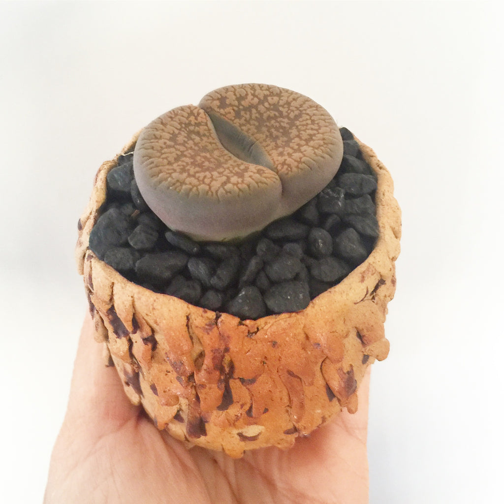 Collector's Succulent Plant Stoneware Pot