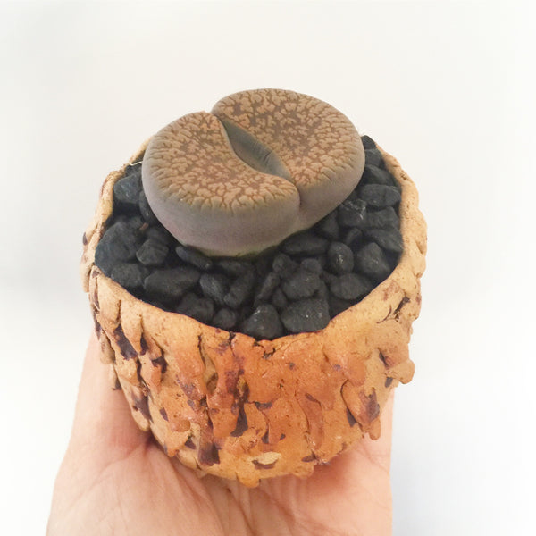 Collector's Succulent Plant Stoneware Pot