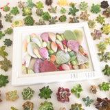 Succulent Print Adore