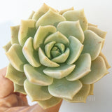 Plant - Graptoveria Sp