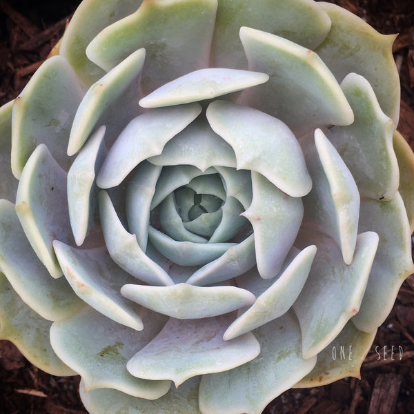 Plant - Echeveria Lola