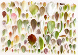 Assorted Succulent Leaves (Unique)