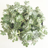 Plant - Sedum Spathulifolium Cape Blanco
