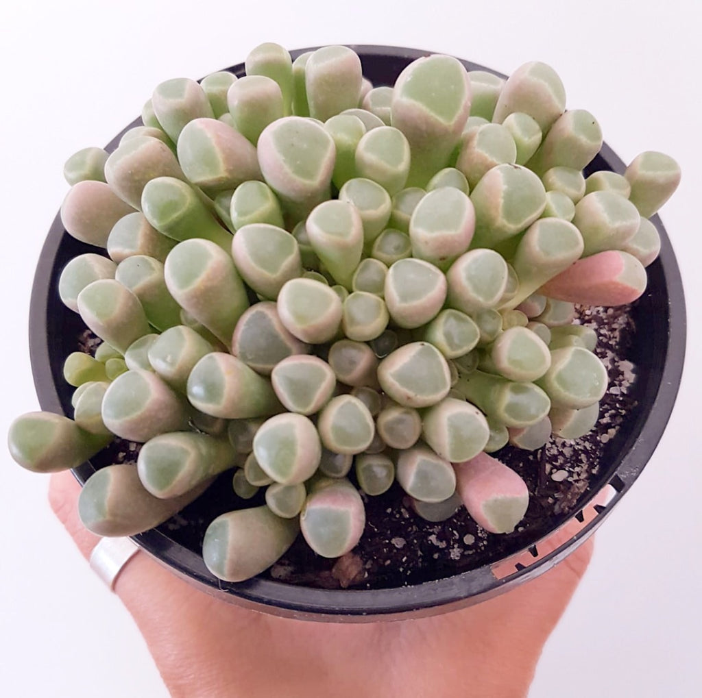 Plant - Fernestraria Rhopalophyll (Baby Toes)