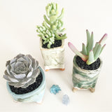 Collector's Succulent Plant Handmade Watercolour Pot - Pachyveria Blue Haze