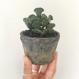 Collector's Succulent Plant Concrete Pot - Soul Made Boutique