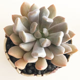 Collector's Succulent Plant Stoneware Pot