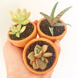 Assorted Succulent Plants (Small) with Pots - Soul Made Boutique