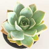 Plant - Graptoveria Sp