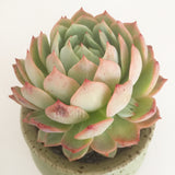 Collector's Succulent Plant Speckled Footed Pot