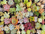 Assorted Succulent Plants