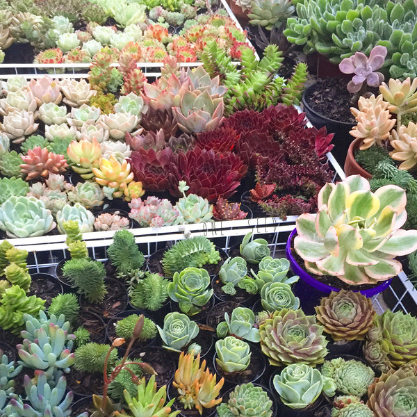 sedeveria starburst succulent Plant