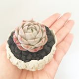 Collector's Succulent Plant Stoneware Pot