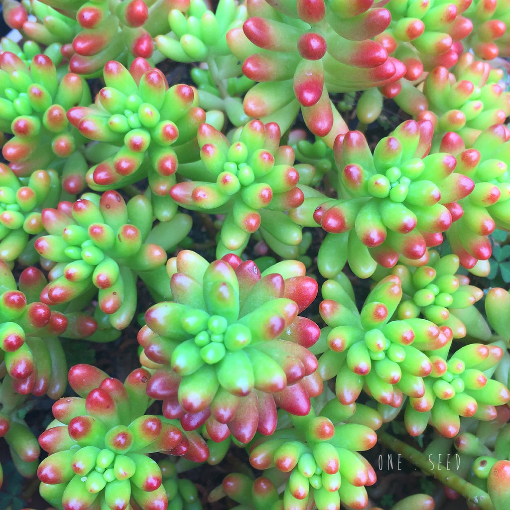 Plant - Sedum Rubrotinctum (Jelly Bean)
