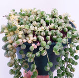 Plant - Senecio Rowleyanus Variegated (String of Pearls)