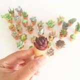 Assorted Succulent Cuttings (Miniatures) with Pots - Soul Made Boutique