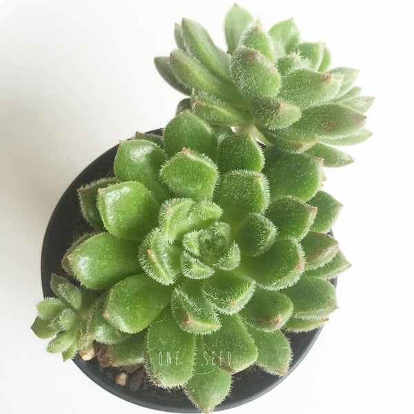 Plant - Echeveria Glitters