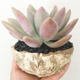 Collector's Succulent Plant Stoneware Pot