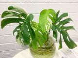 Plant - Variegated Monstera Deliciosa Plant