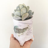 Collector's Succulent Plant Handmade Watercolour Pot