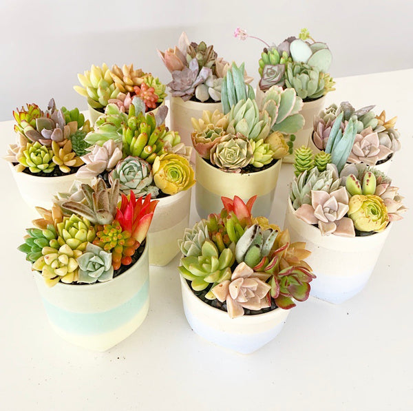 Assorted Succulent Garden Pastel Pot