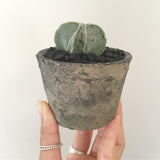 Collector's Succulent Plant Concrete Pot - Soul Made Boutique