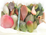 Assorted Succulent Leaves - Soul Made Boutique